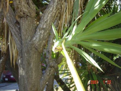 Weed Twister vs Yucca - Click for larger image!