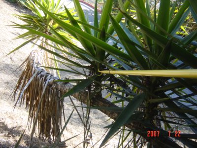 Weed Twister vs Yucca - Click for larger image!