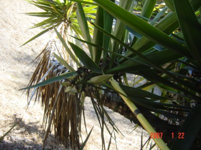 Weed Twister vs Yucca - Click for larger image!