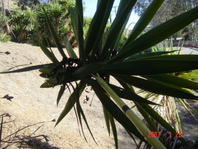 Weed Twister vs Yucca - Click for larger image!