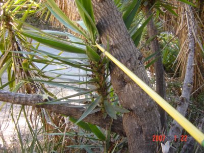 Weed Twister vs Yucca - Click for larger image!