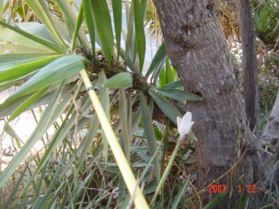 Weed Twister vs Yucca - Click for larger image!