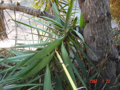 Weed Twister vs Yucca - Click for larger image!