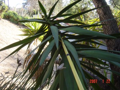 Weed Twister vs Yucca - Click for larger image!